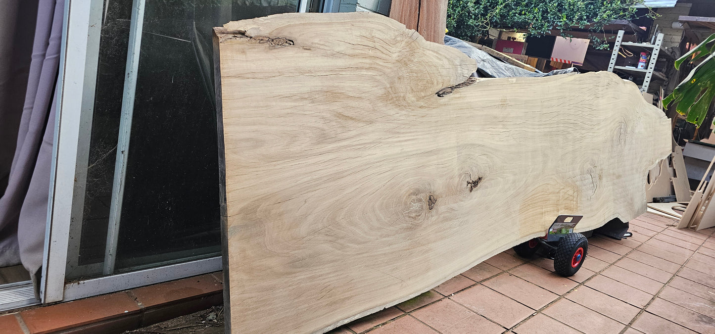 Huge Tallowwood Slab (Eucalyptus microcorys) 2