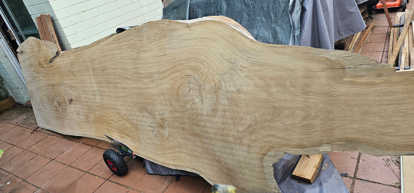 Huge Tallowwood Slab (Eucalyptus microcorys)